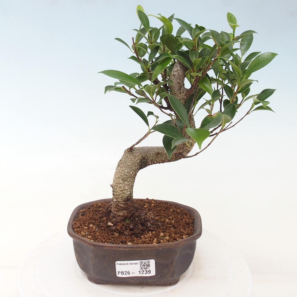 Camera bonsai - Ficus retusa - ficus a foglie piccole