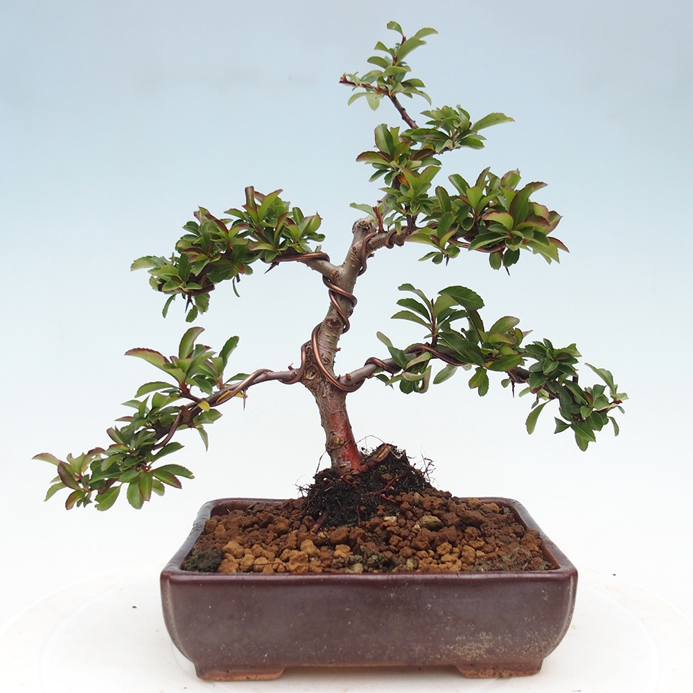Bonsai da esterno-Pyracantha Teton -Hlox