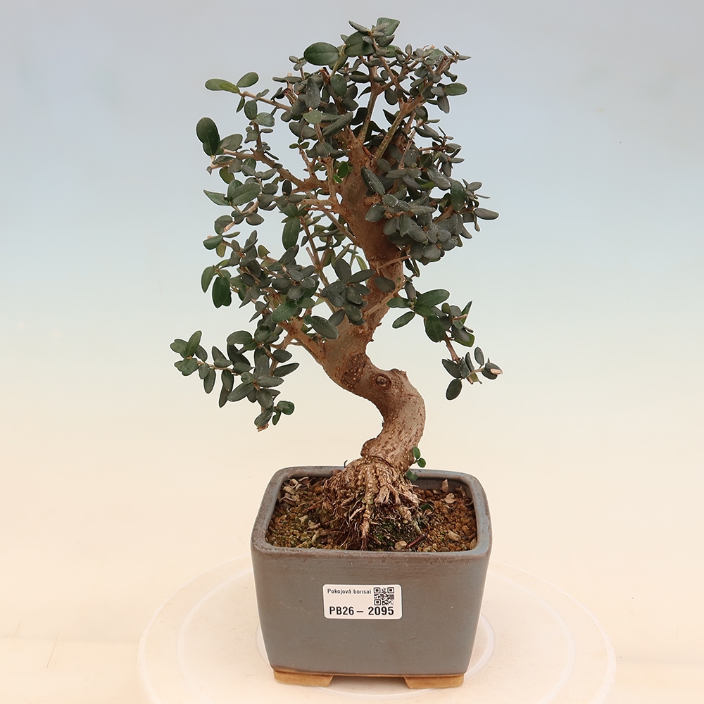Bonsai da interno - Olea europaea sylvestris