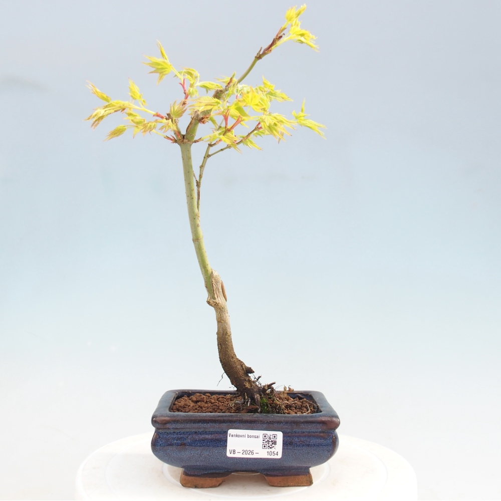 Acer palmatum Aureum - Acero dorato