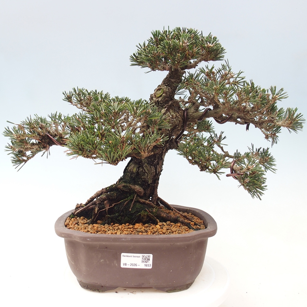 Bonsai da esterno - Pinus thunbergii Kotobuki - Pino di Thunberg