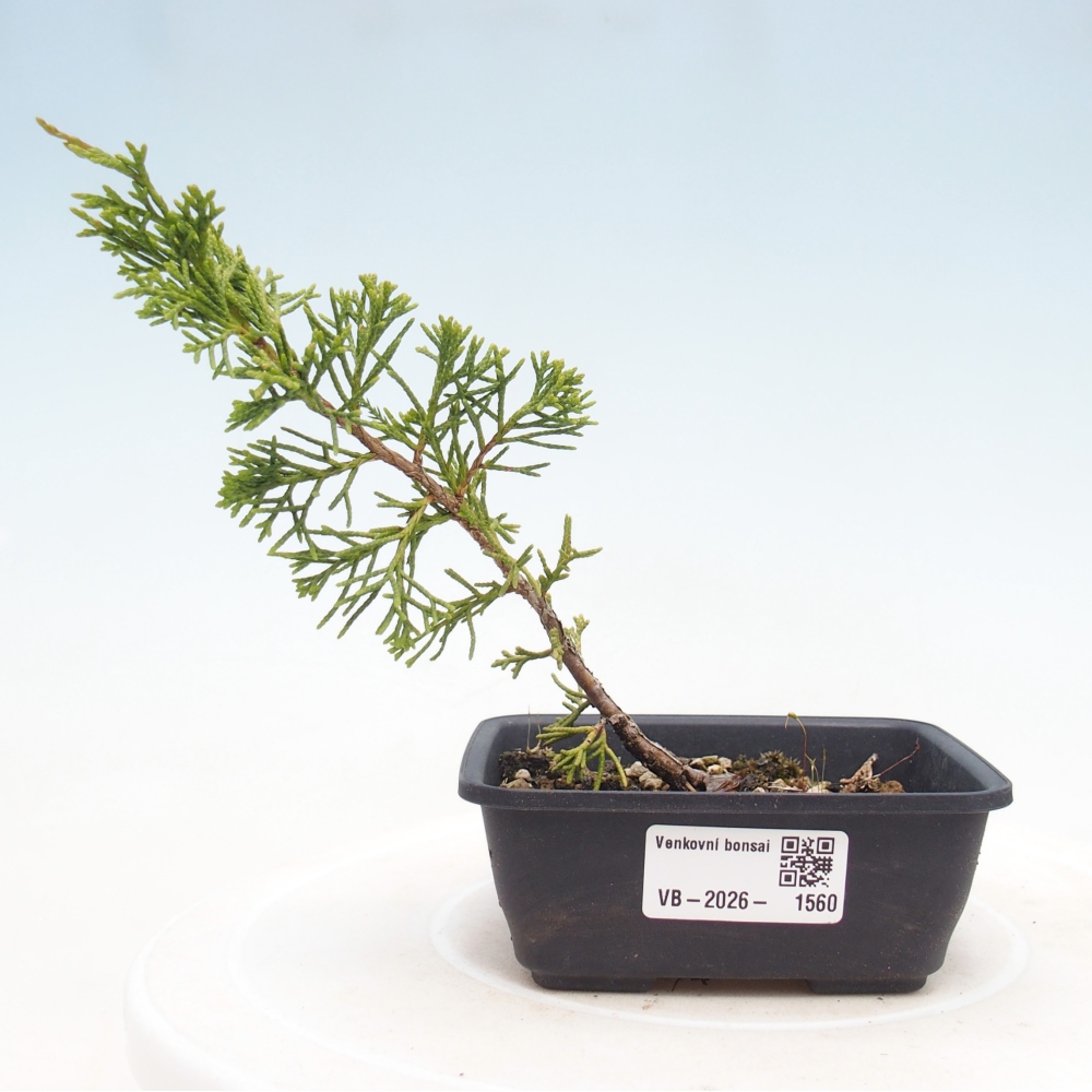 Bonsai da esterno - Juniperus chinensis Itoigawa