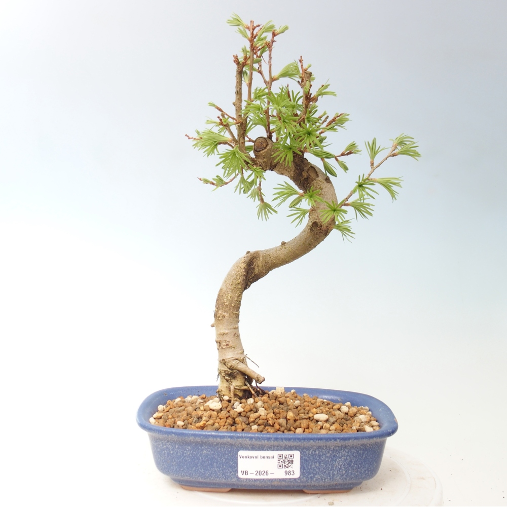 Bonsai da esterno -Pseudolarix amabis-Pseudolarix amabis