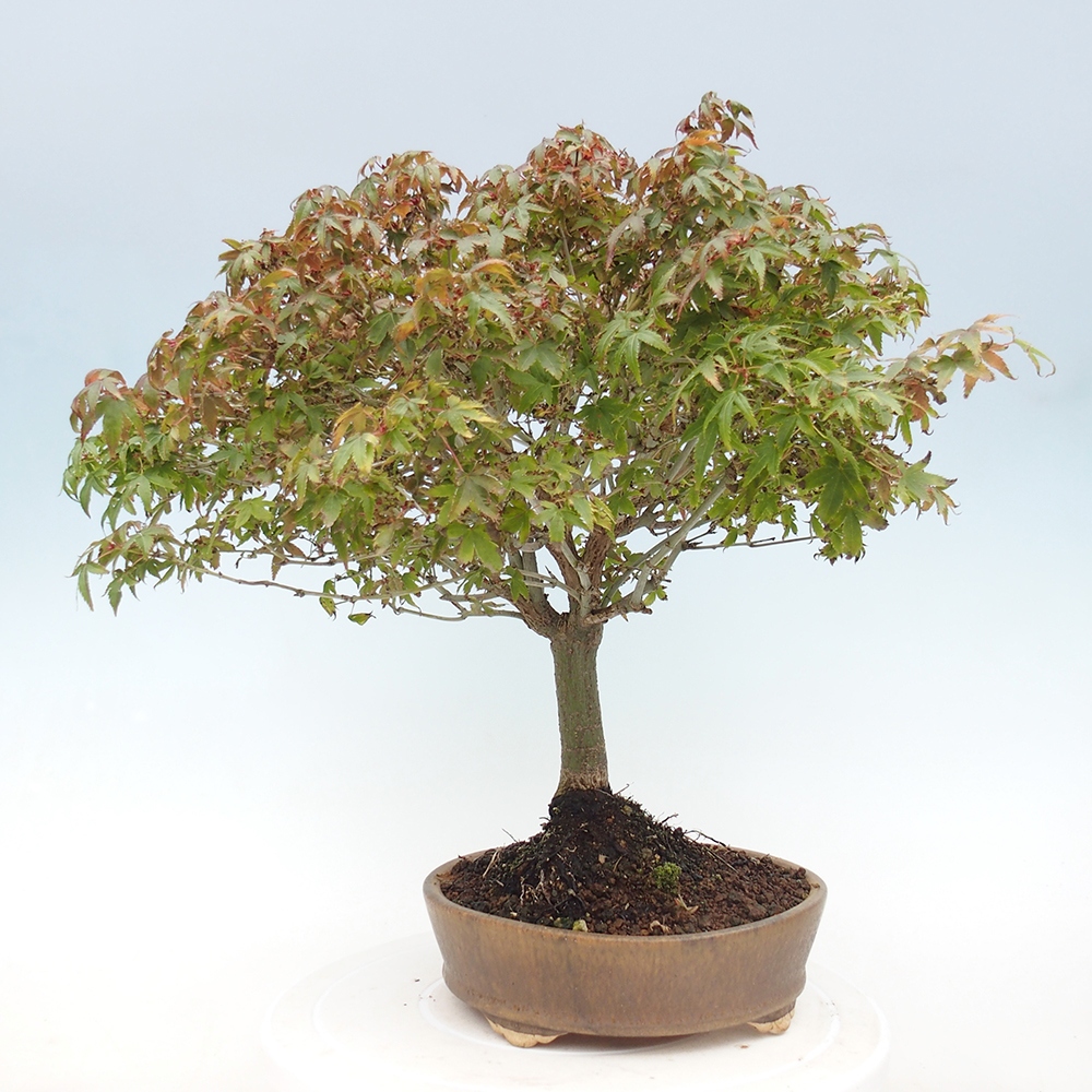 Acer palmatum KIOHIME - Acero palmato