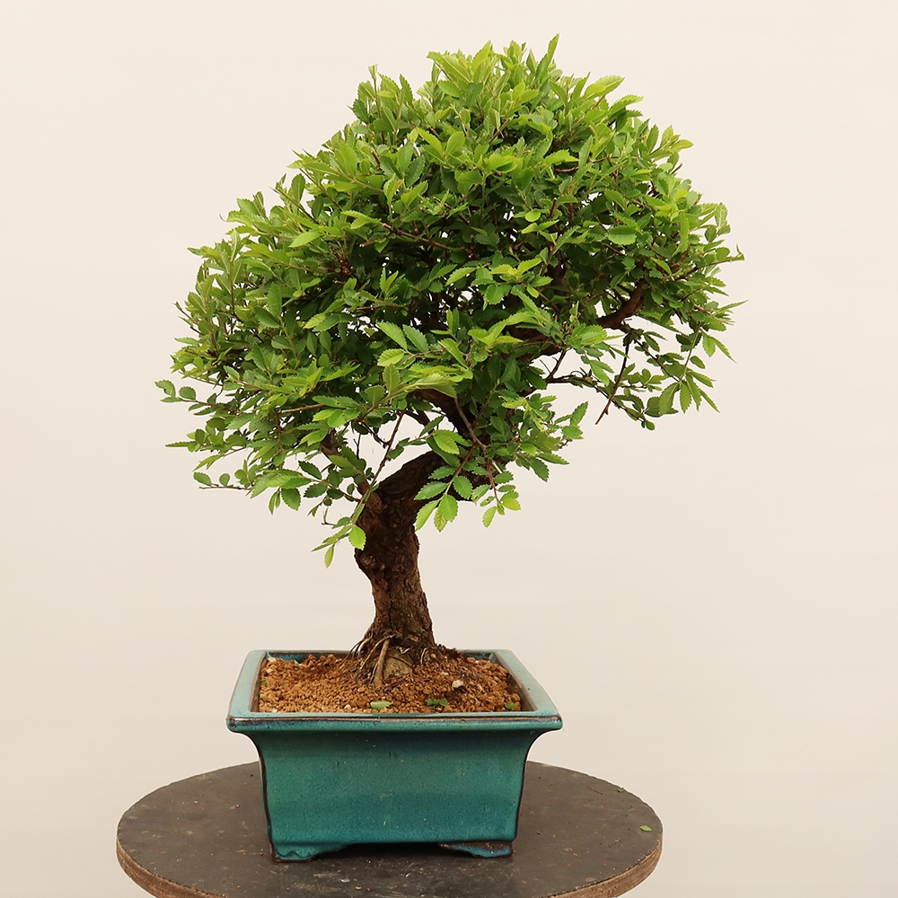 Bonsai da esterno - Zelkova - Zelkova NIRE
