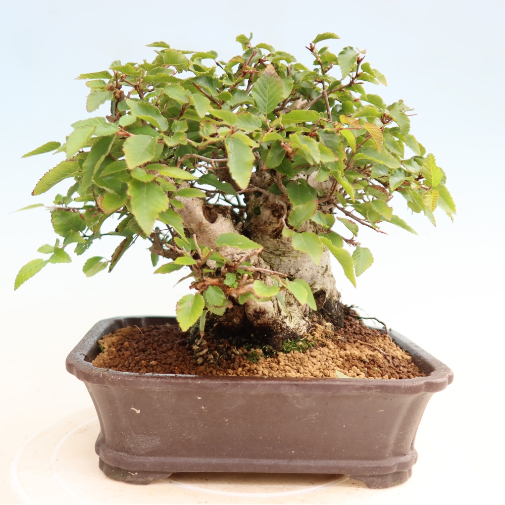 Bonsai da esterno -Carpinus CARPINOIDES - Carpino coreano