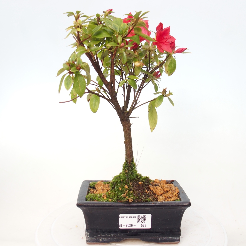 Bonsai da esterno - Azalea giapponese - Azalea sp.