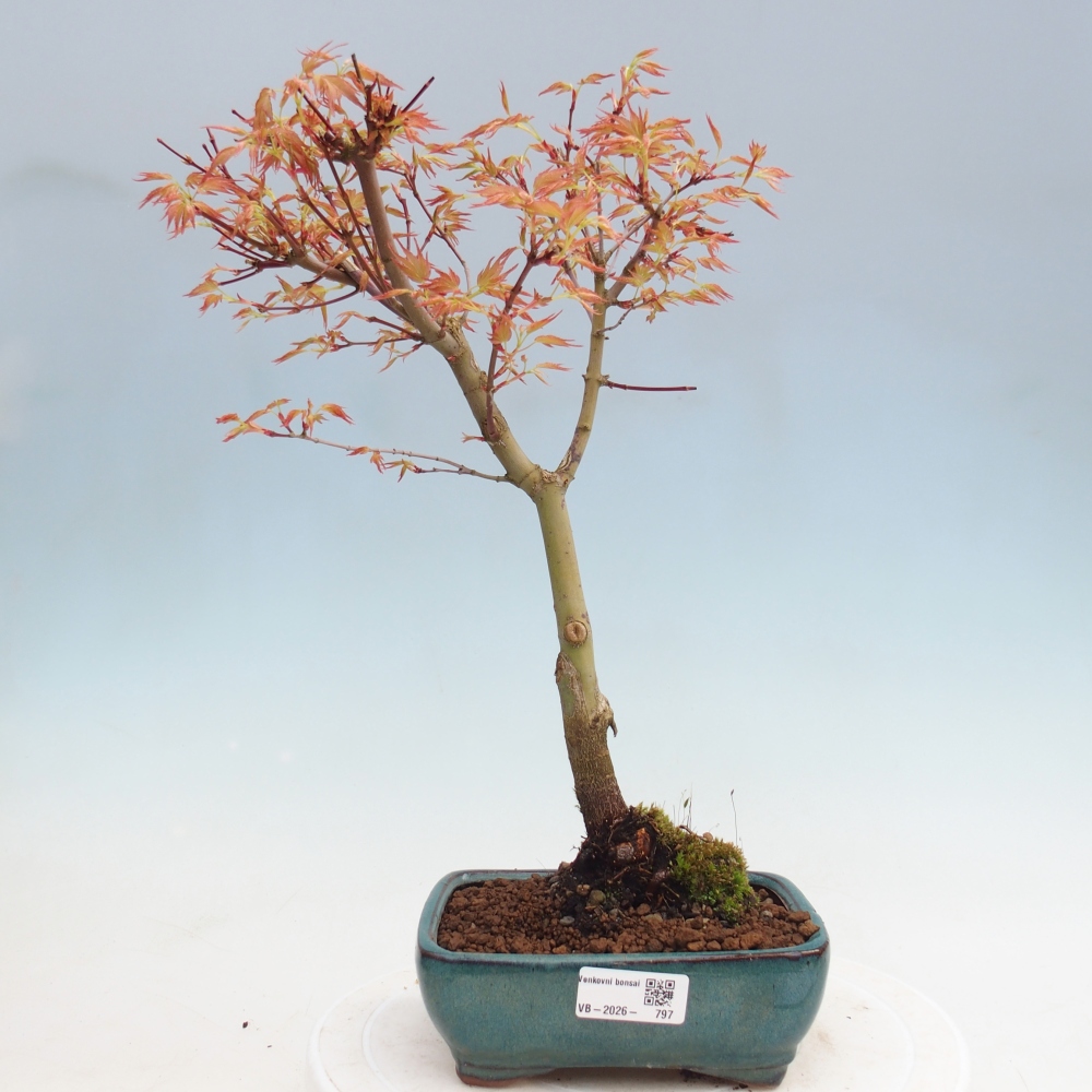 Acero norvegese - Acer palmatum Beni Tsukasa