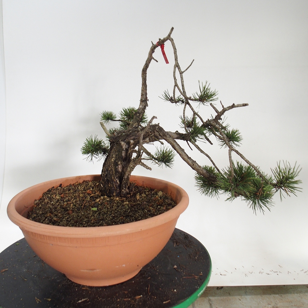 Yamadori - Pinus sylvestris Spagna