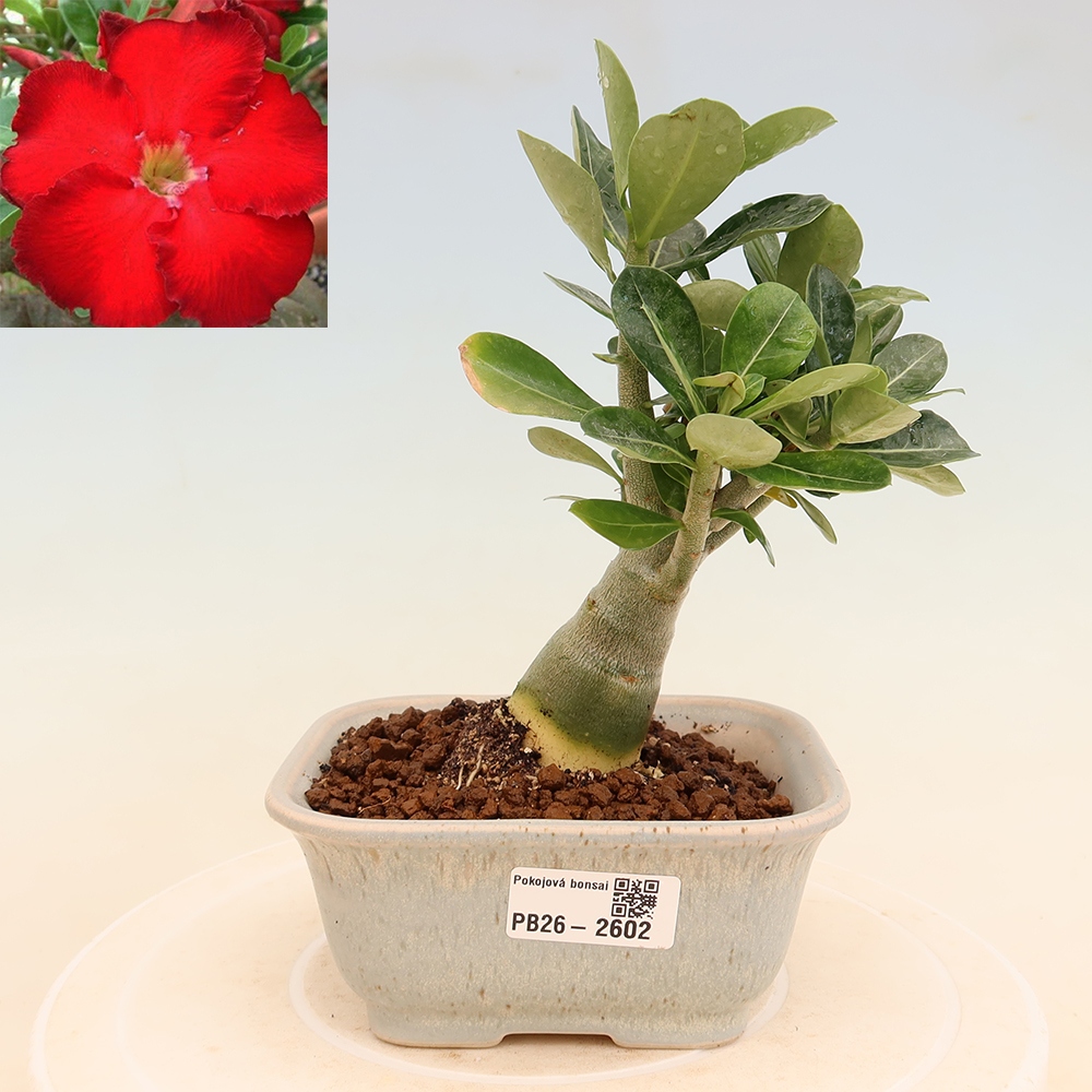 Bonsai da interno - Adenium obesum Red Star - Rosa del deserto