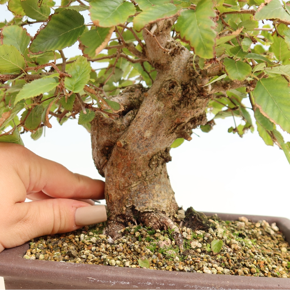 Bonsai da esterno -Carpinus CARPINOIDES - Carpino coreano
