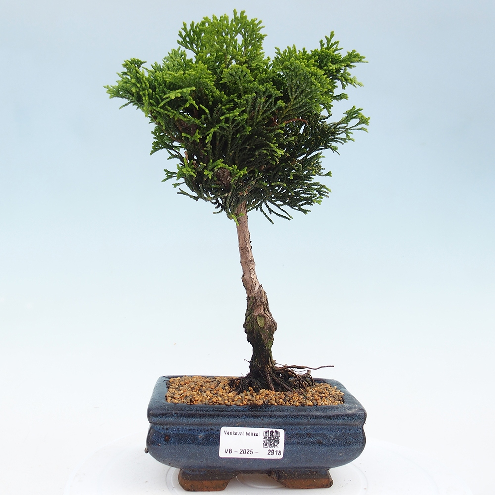 Bonsai da esterno - Cham.pis obtusa Nana Gracilis - Cipresso