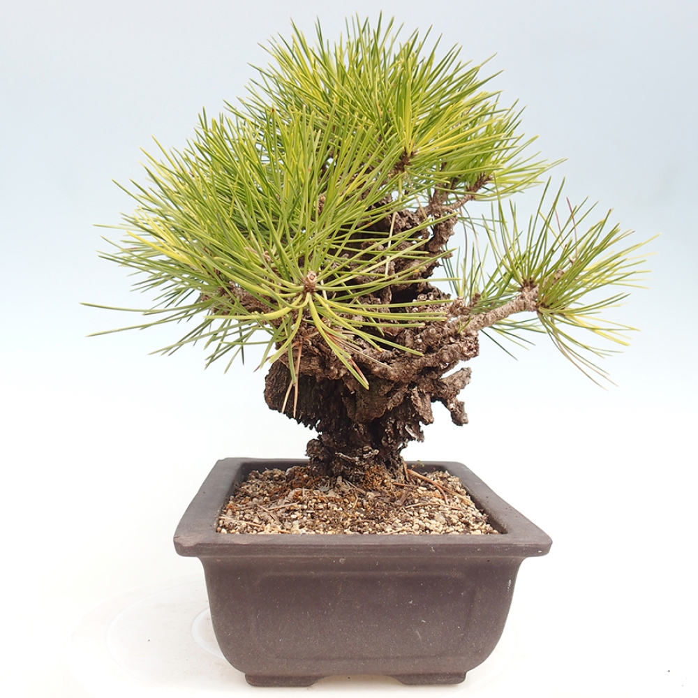 Bonsai da esterno - Pinus thunbergii - Pino di Thunberg