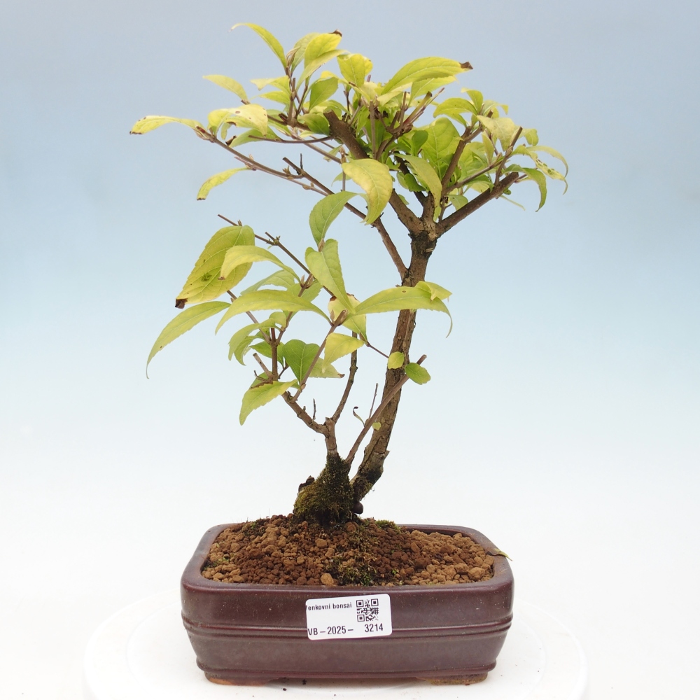 Bonsai da esterno - Callicarpa japonica