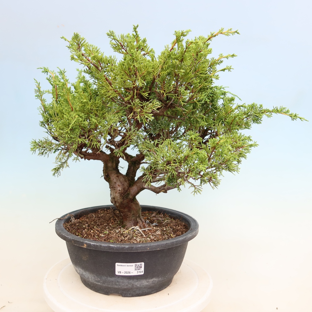 Bonsai da esterno - Juniperus chinensis Itoigawa-Juniperus chinensis