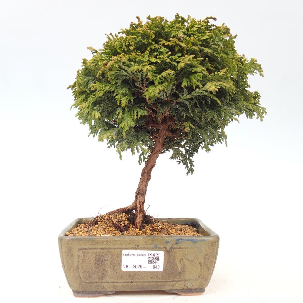 Bonsai da esterno - Cham.pis Parslori - Cipresso