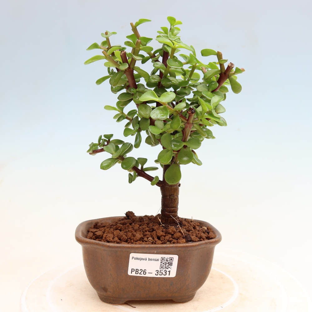 Camera bonsai - Portulakaria Afra - Tlustice