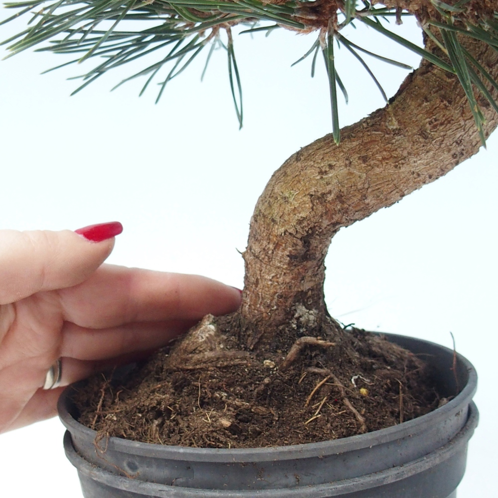 Bonsai da esterno - Pinus thunbergii senjyumaru - Pino di Thunberg