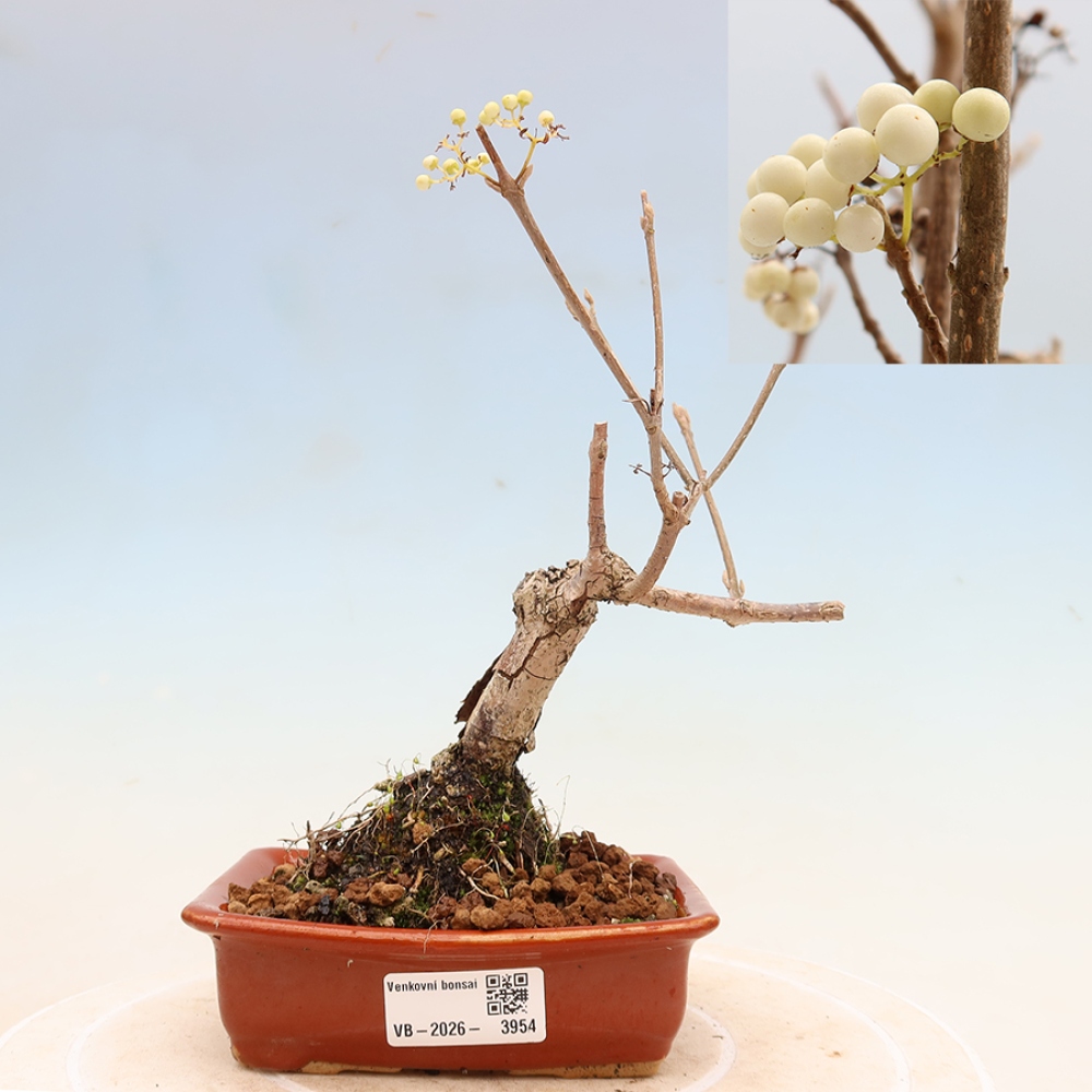 Bonsai da esterno - Callicarpa bodinieri Snowqueen - Callicarpa