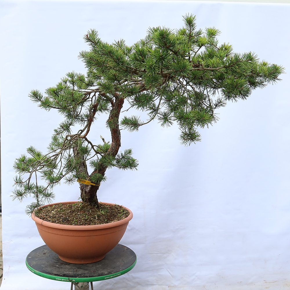 Pinus sylvestris Spagna - pino silvestre