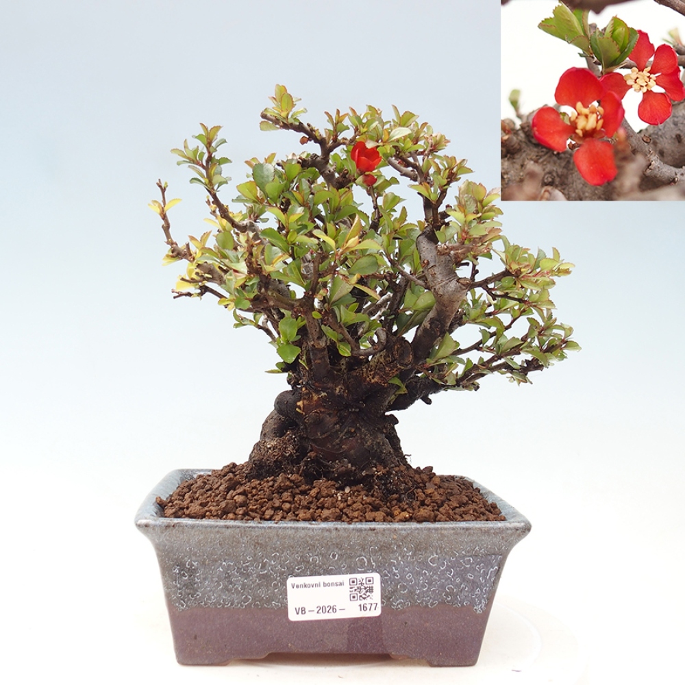 Bonsai da esterno - Chaneomeles speciosa - Cotogno
