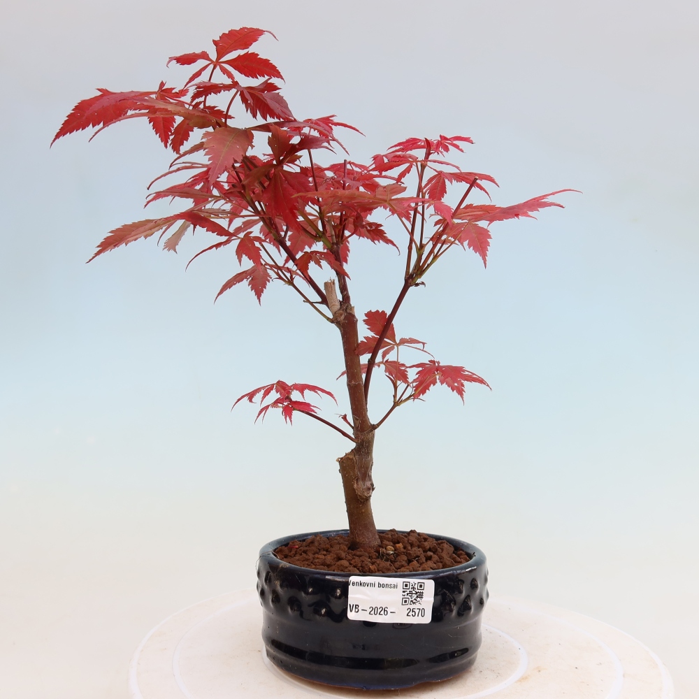 Bonsai da esterno - Palma Acer. Atropurpureum-Javor palmate