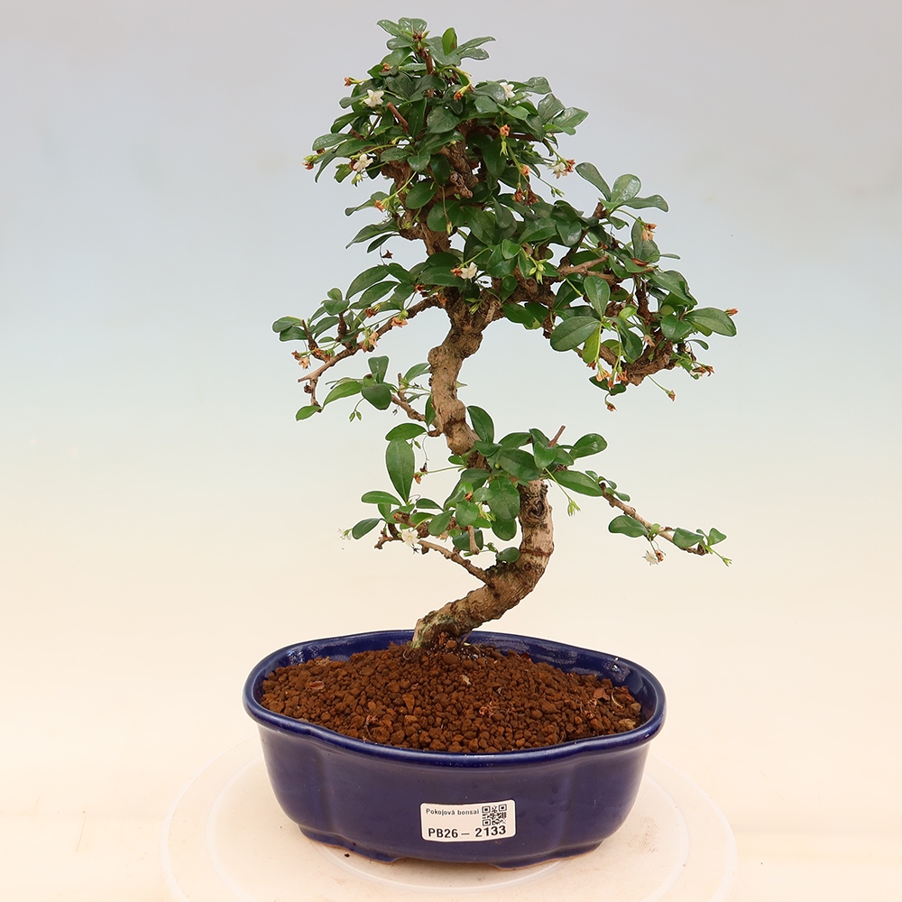 Camera bonsai - Carmona macrophylla - Tea fuki
