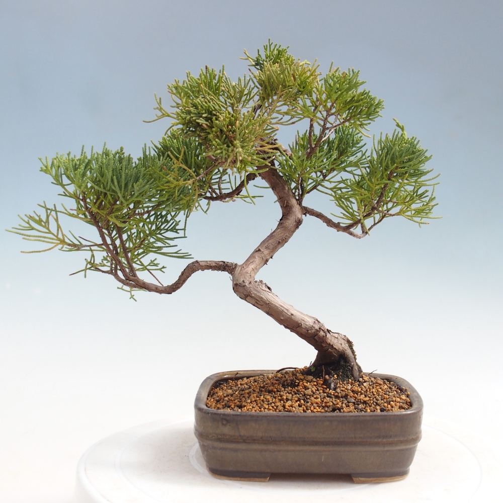 Bonsai da esterno - Juniperus chinensis Kishu