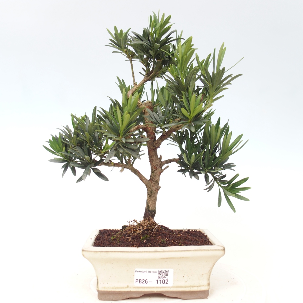 Camera bonsai - Podocarpus - Tasso delle pietre