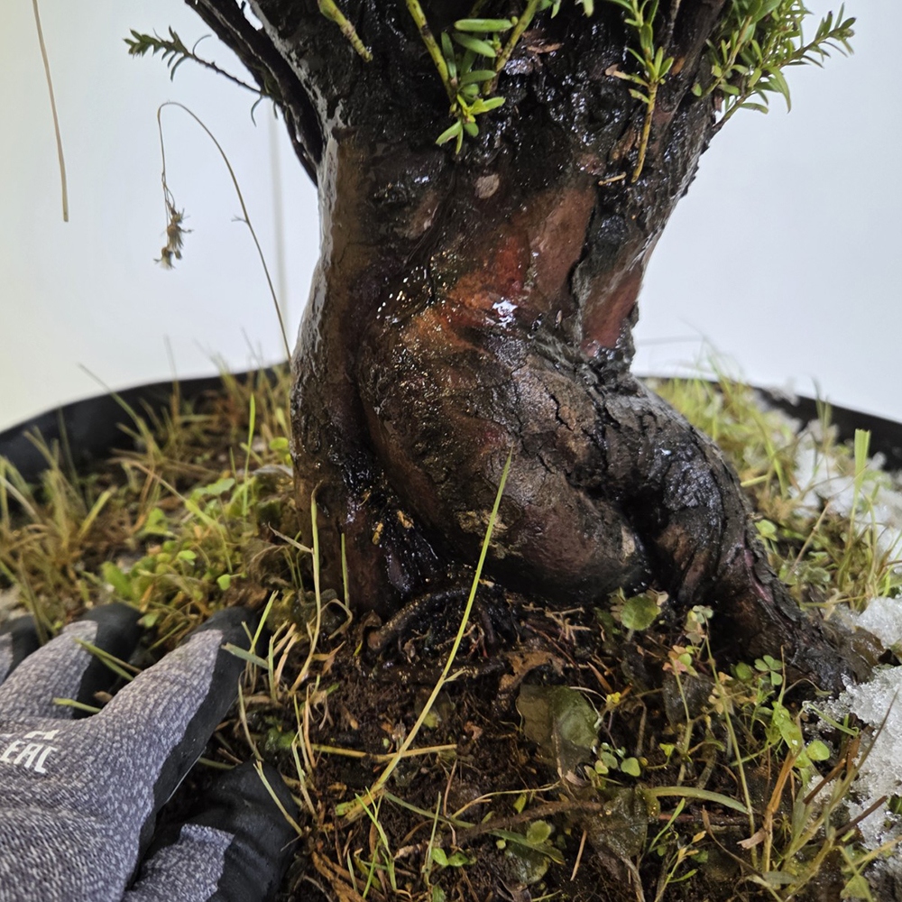 Bonsai da esterno di Tasso giapponese - Taxus cuspidata