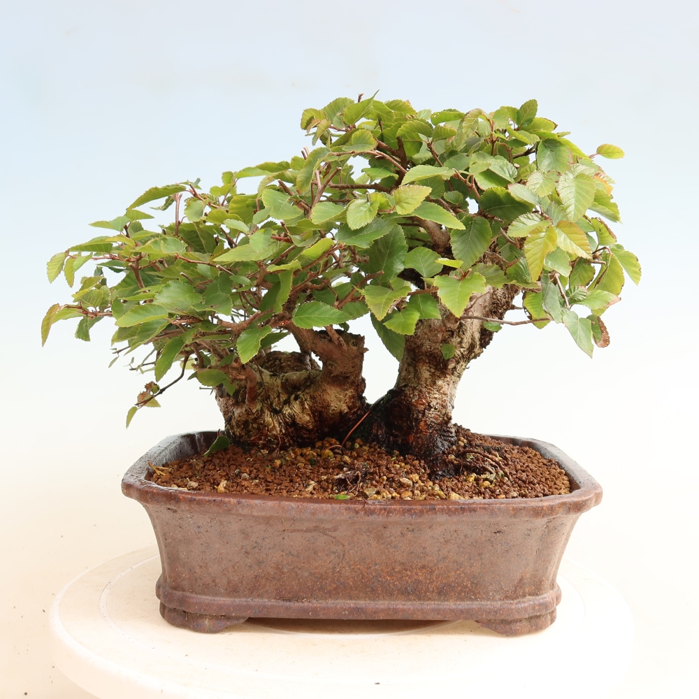 Bonsai da esterno -Carpinus CARPINOIDES - Carpino coreano