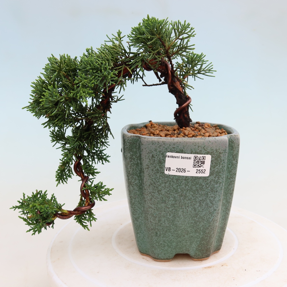 Bonsai da esterno - Juniperus chinensis Kishu