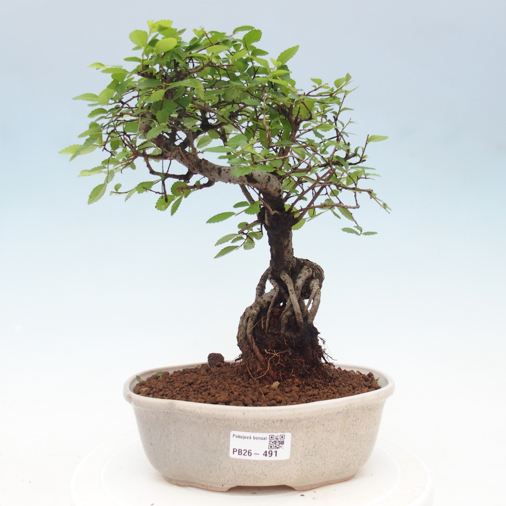 Camera bonsai - Ulmus parvifolia - Olmo a foglie piccole