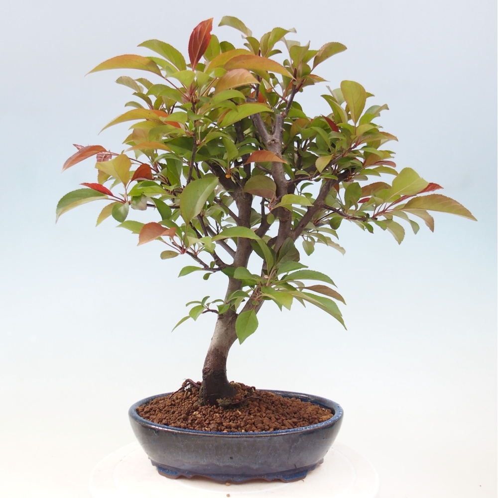 Bonsai da esterno -Malus domestica - Melo a piccoli frutti a foglie rosse