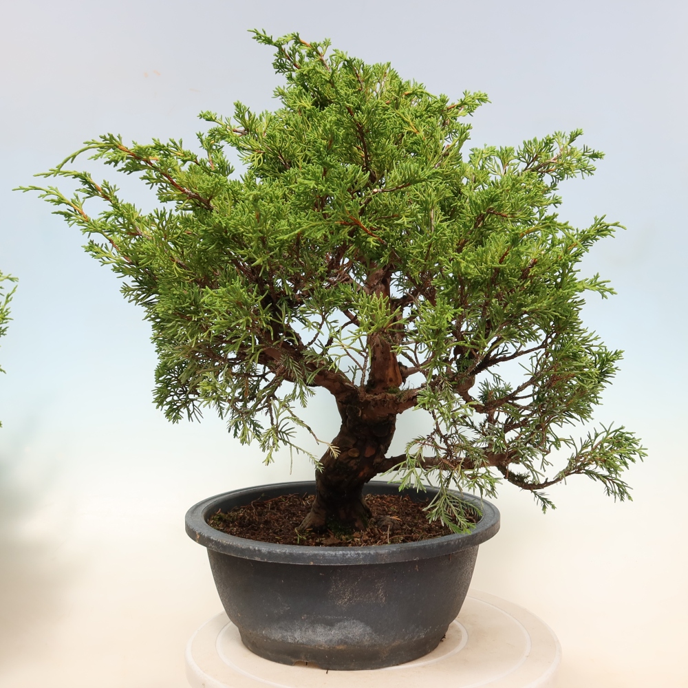 Bonsai da esterno - Juniperus chinensis Itoigawa-Juniperus chinensis