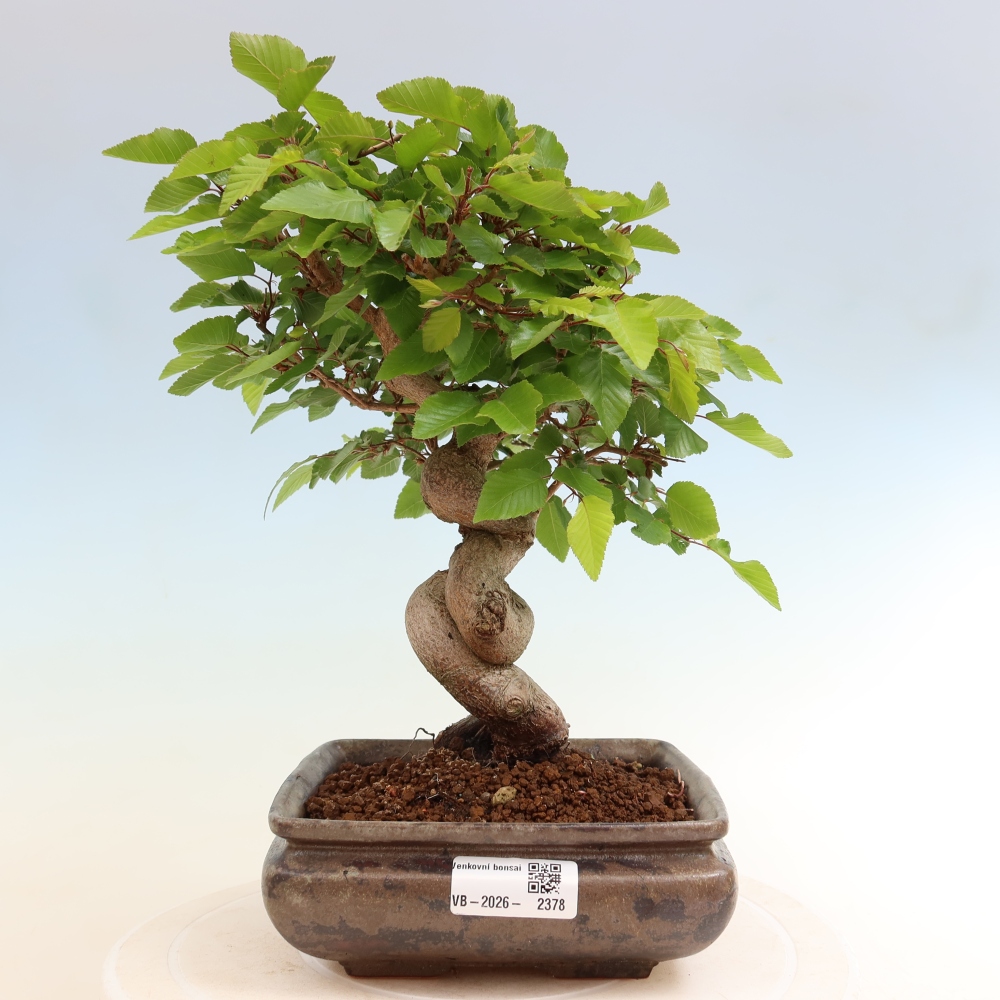 Bonsai da esterno -Carpinus Coreana - Carpino coreano