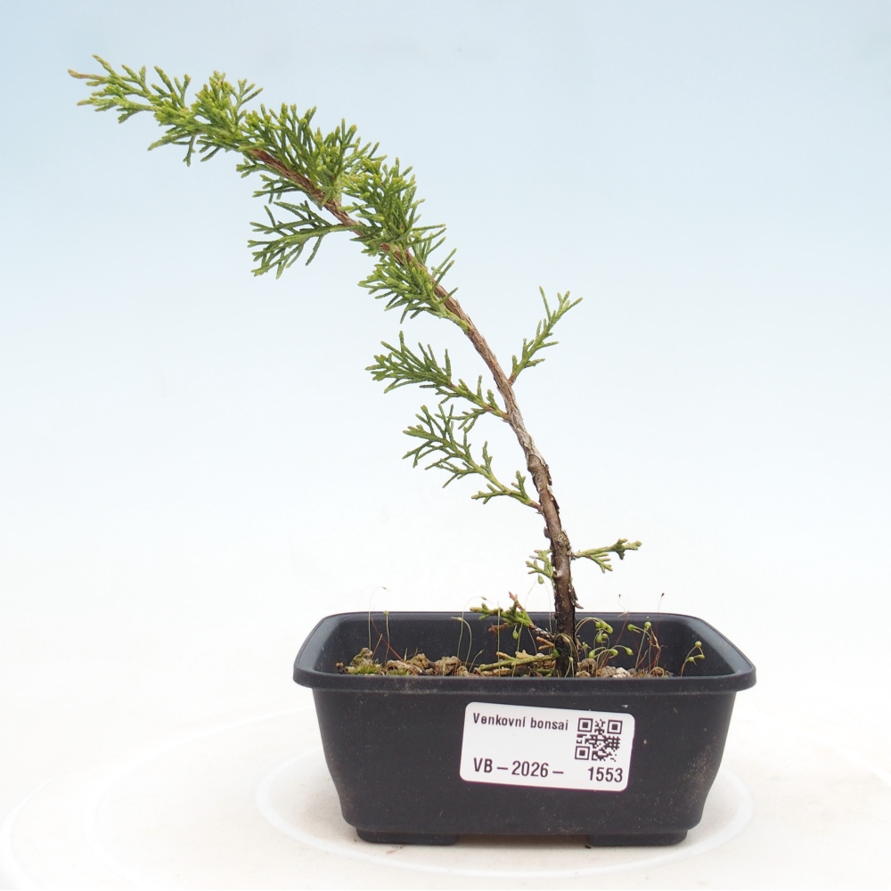 Bonsai da esterno - Juniperus chinensis Itoigawa