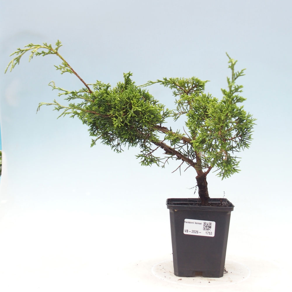 Bonsai da esterno - Juniperus chinensis Itoigawa