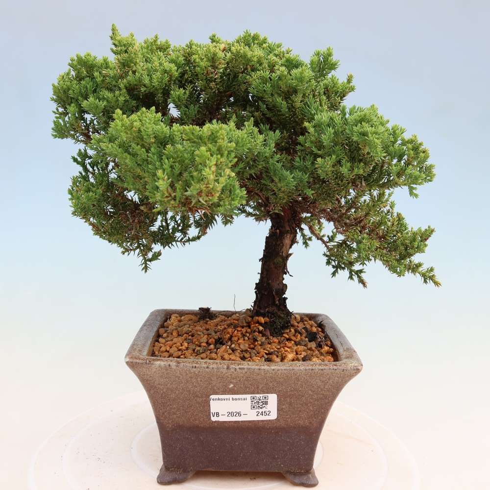 Bonsai da esterno - Juniperus procumbens - Juniperus procumbens