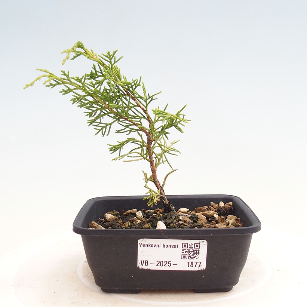 Bonsai da esterno - Juniperus chinensis Itoigawa