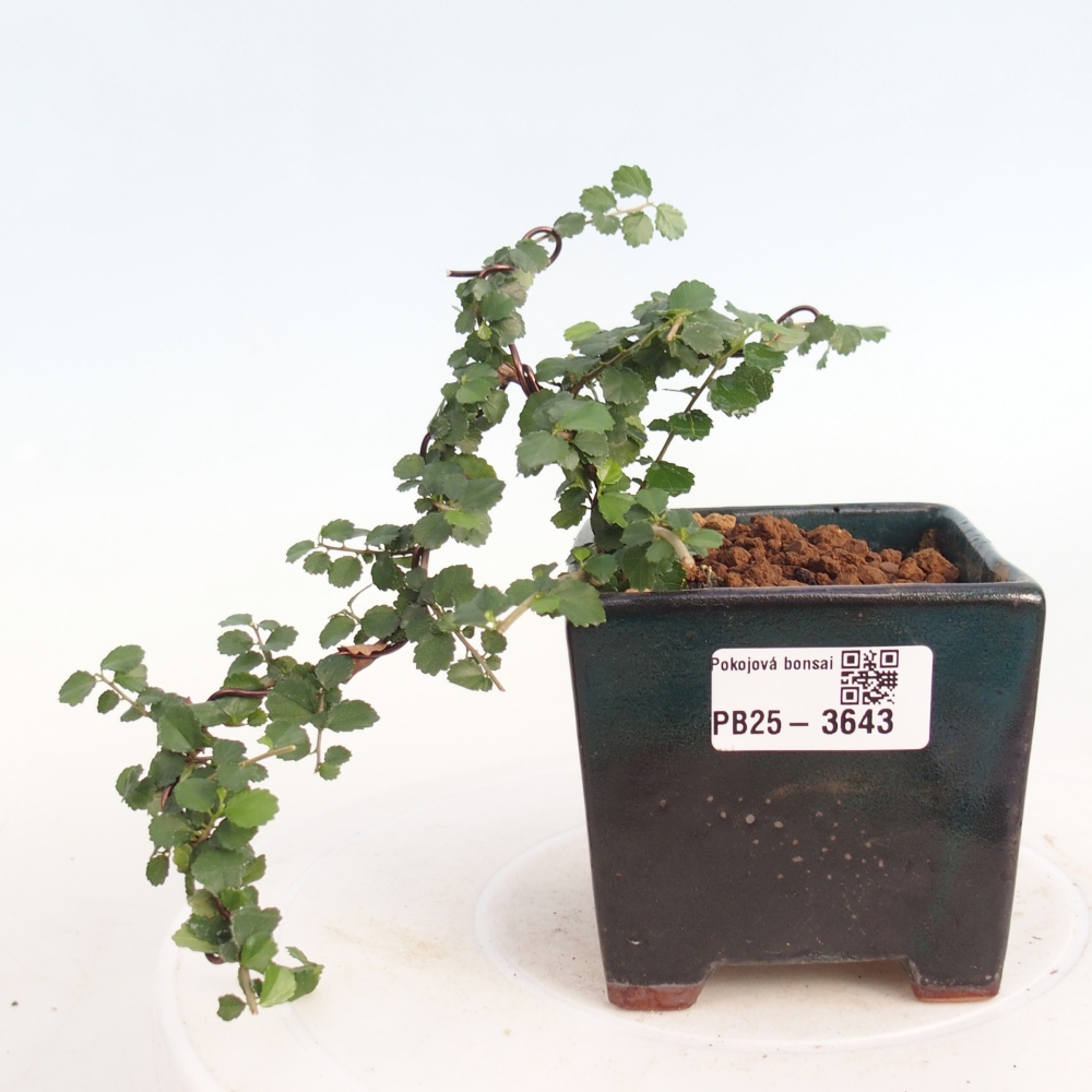 Camera bonsai - Grewia sp. - Grewia malafolia