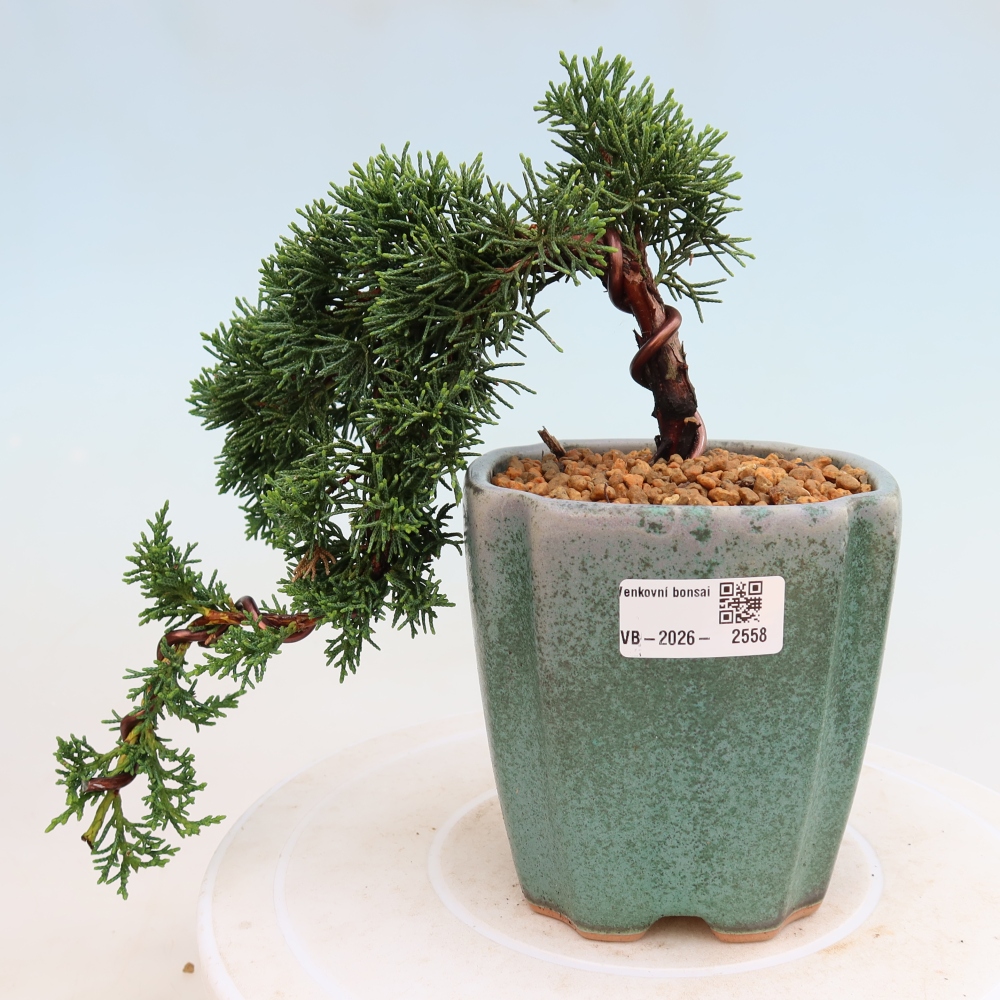 Bonsai da esterno - Juniperus chinensis Kishu
