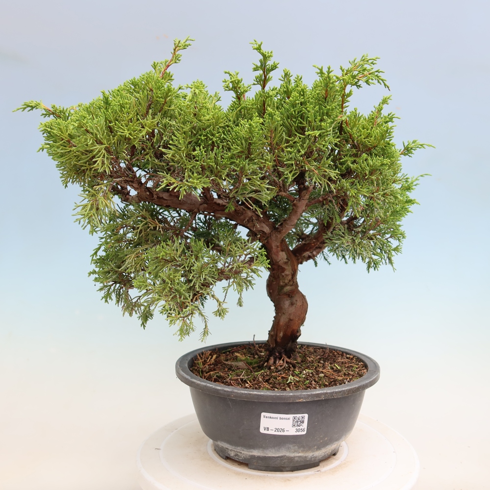 Bonsai da esterno - Juniperus chinensis Itoigawa-Juniperus chinensis