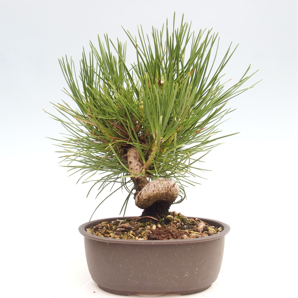 Bonsai da esterno - Pinus thunbergii - Pino di Thunberg