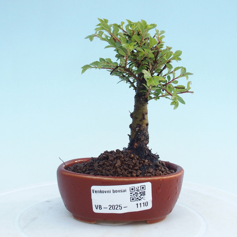 Bonsai da esterno - Ulmus parvifolia Sagei - Olmo a foglie piccole