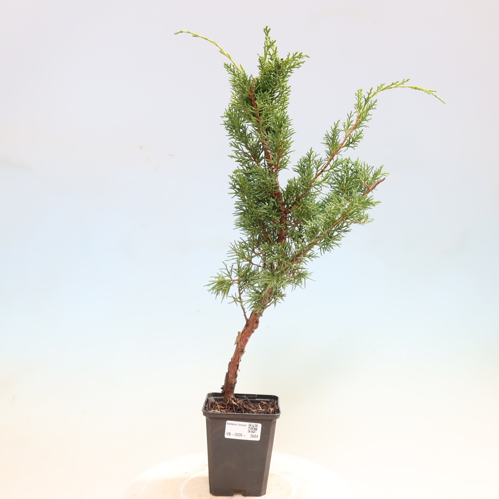 Bonsai da esterno - Juniperus chinensis Kishu