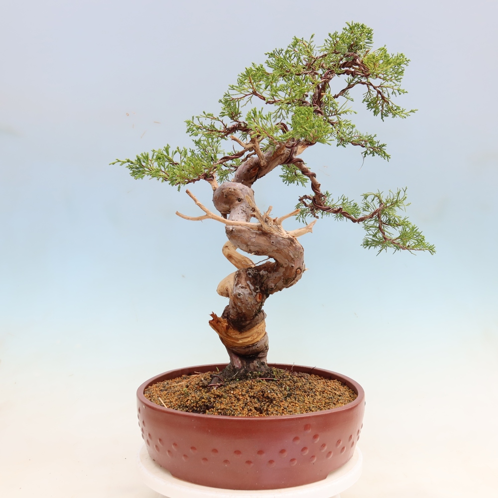 Bonsai da esterno - Juniperus chinensis Itoigawa-Juniperus chinensis