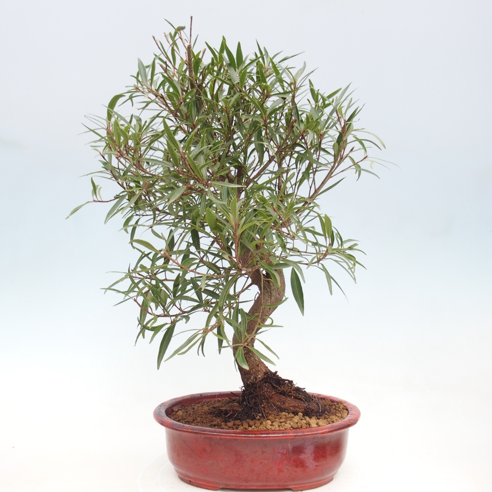 Camera bonsai - Ficus nerifolia - ficus a foglie piccole