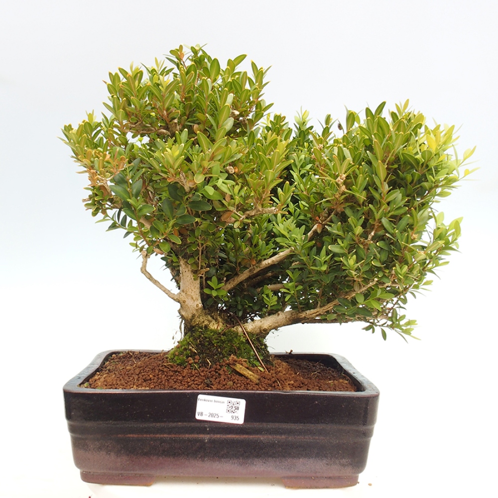 Bonsai da esterno - Buxus sempervirens - bosso