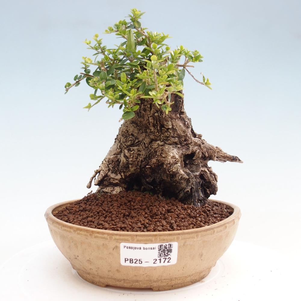 Bonsai da interno - Olea europaea sylvestris